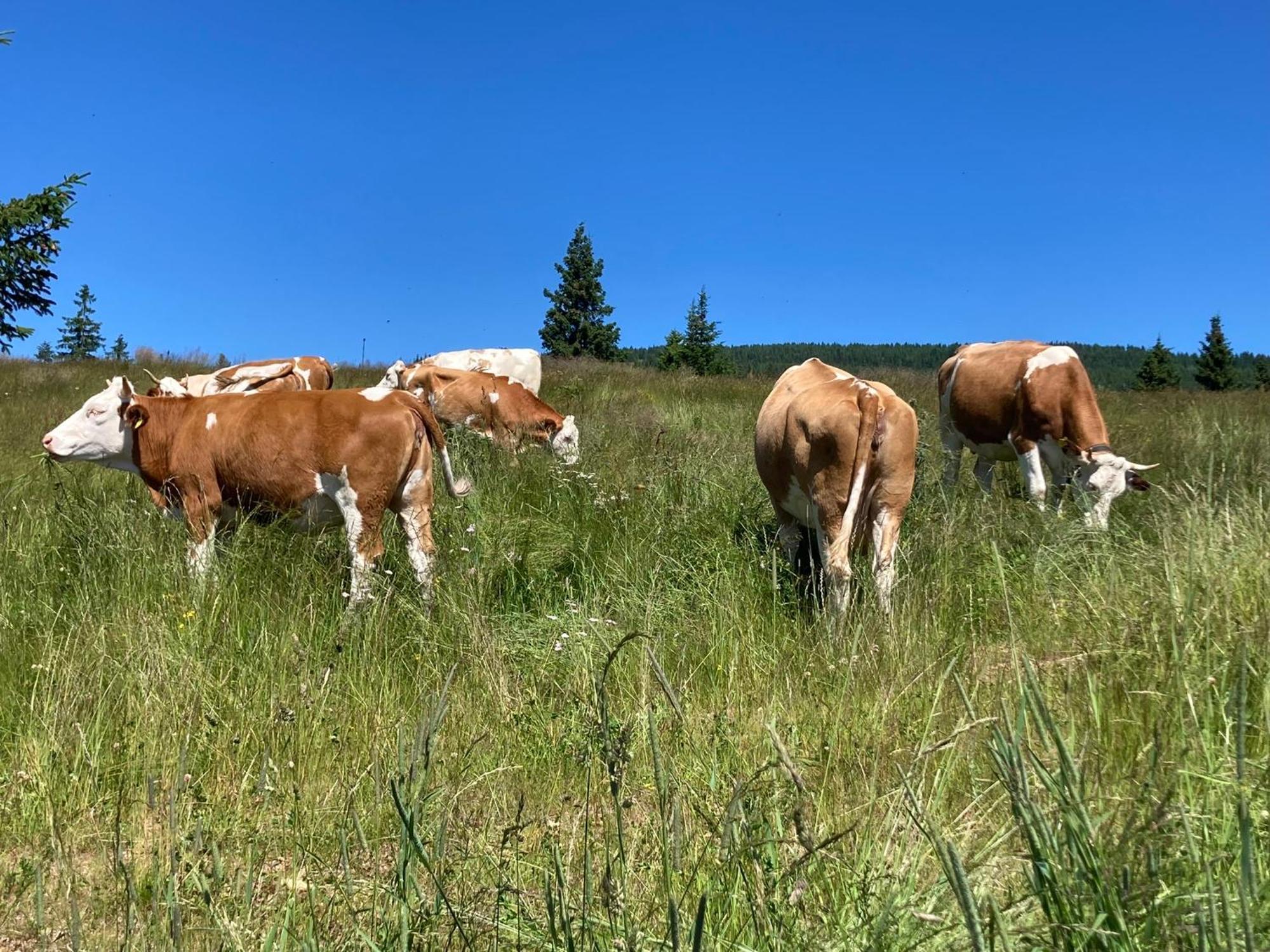 Feriendorf Koralpe Alpenrose Villa Frantschach Exterior foto